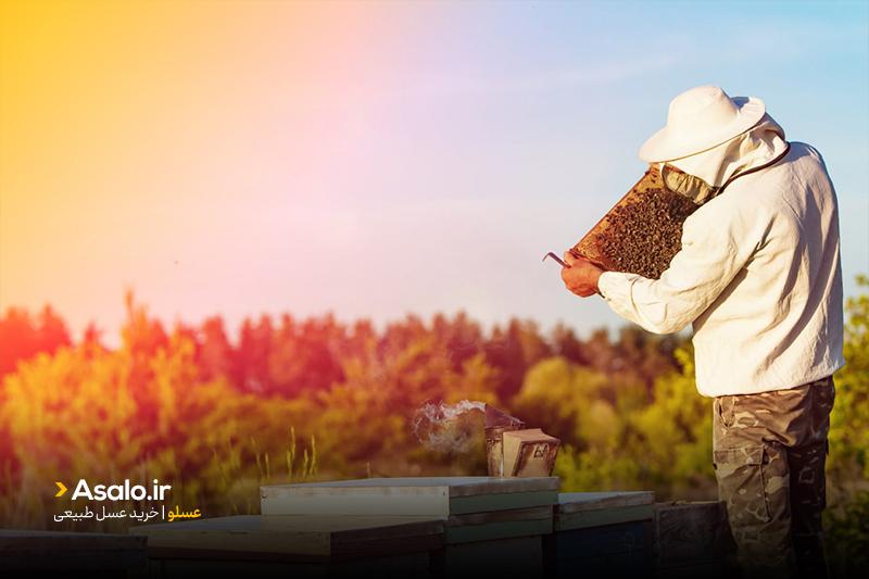 روشهای افزایش تولید عسل