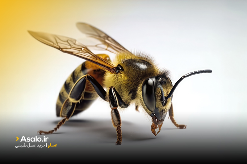 نقش زنبور عسل برای محیط زیست