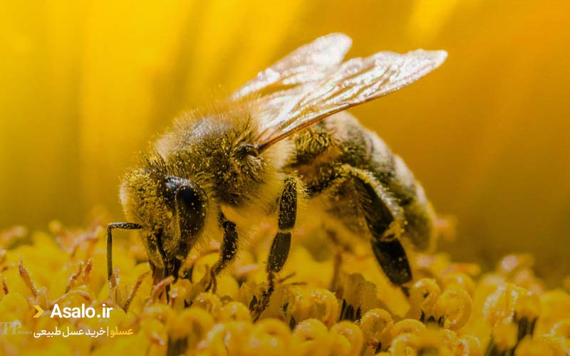 فرآورده های زنبور عسل 